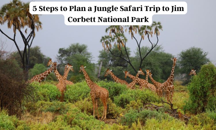 5 step you should know about jungle safari in jim corbett park