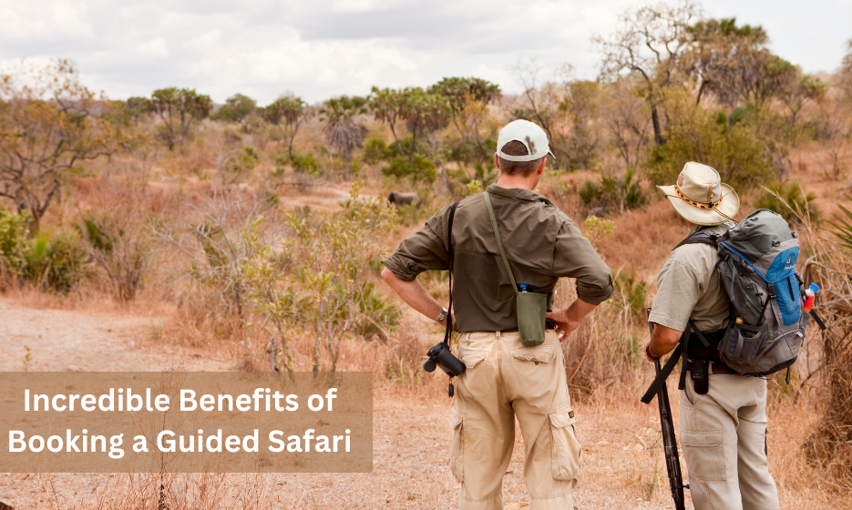 Booking a Guided Safari