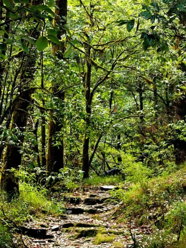 9 things you should avoid on a jungle safari