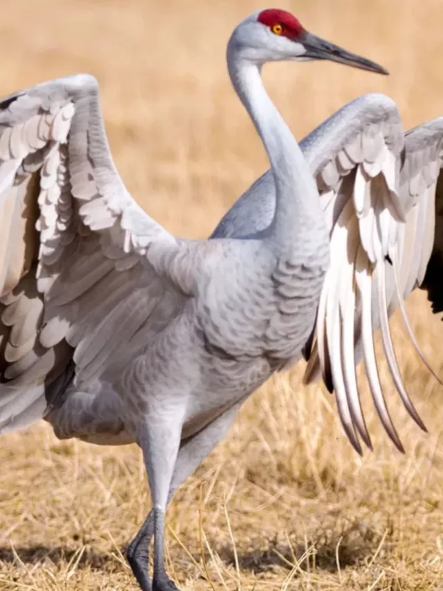 India’s most famous wildlife sanctuaries