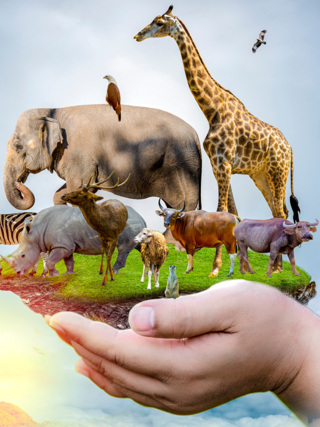 Impact of Corbett National Park On Climate Change
