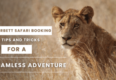 Corbett Safari Booking Tips and Tricks for a Seamless Adventure