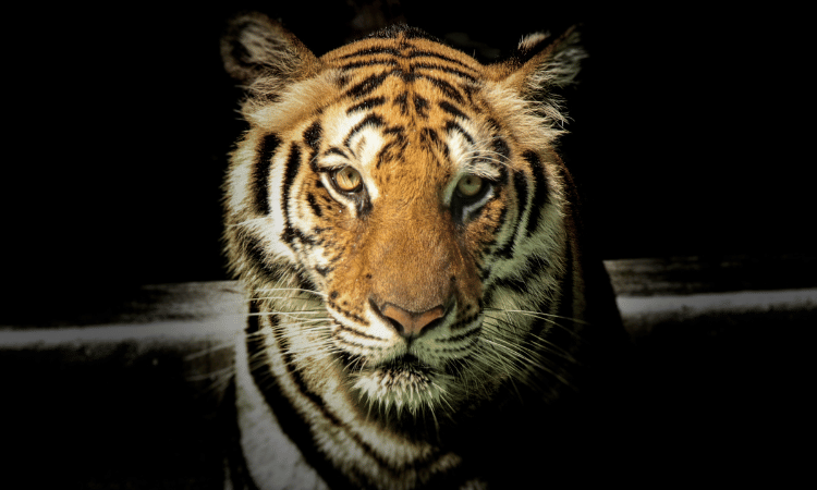 Why Jim Corbett Safari Booking for Tracking the Elusive Stripes