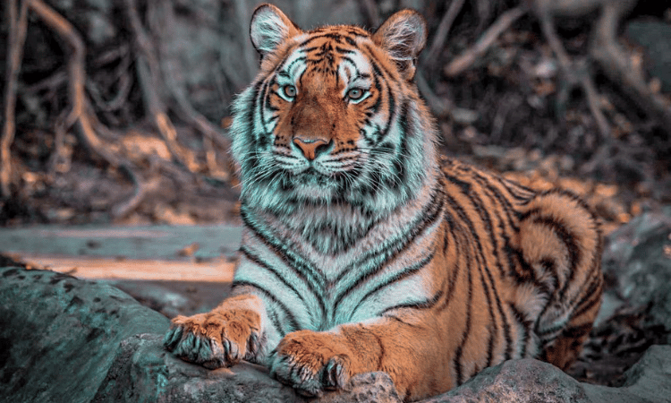 Why Jim Corbett Safari Booking for Tracking the Elusive Stripes