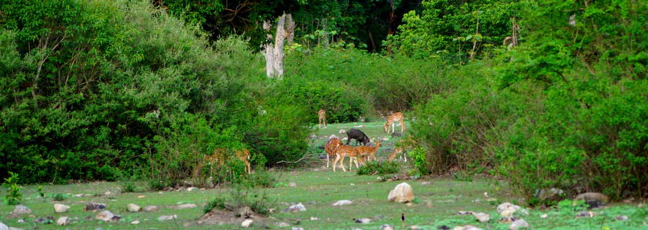 Conservation projects, Jim Corbett National Park, Corbett Tiger Reserve