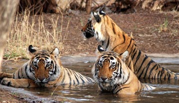 How to Reach, Jim Corbett National Park, Corbett Tiger Reserve