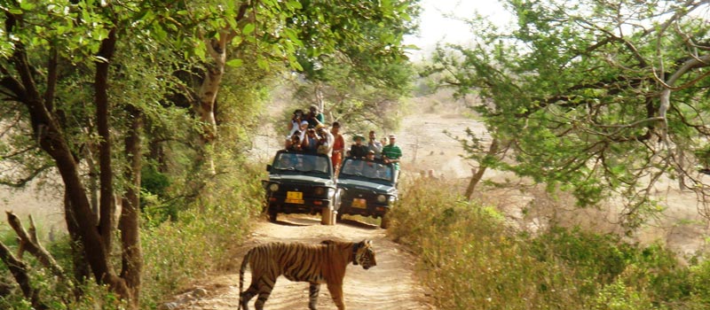 Corbett Jeep Safari, Jim Corbett National Park, Corbett Tiger Reserve