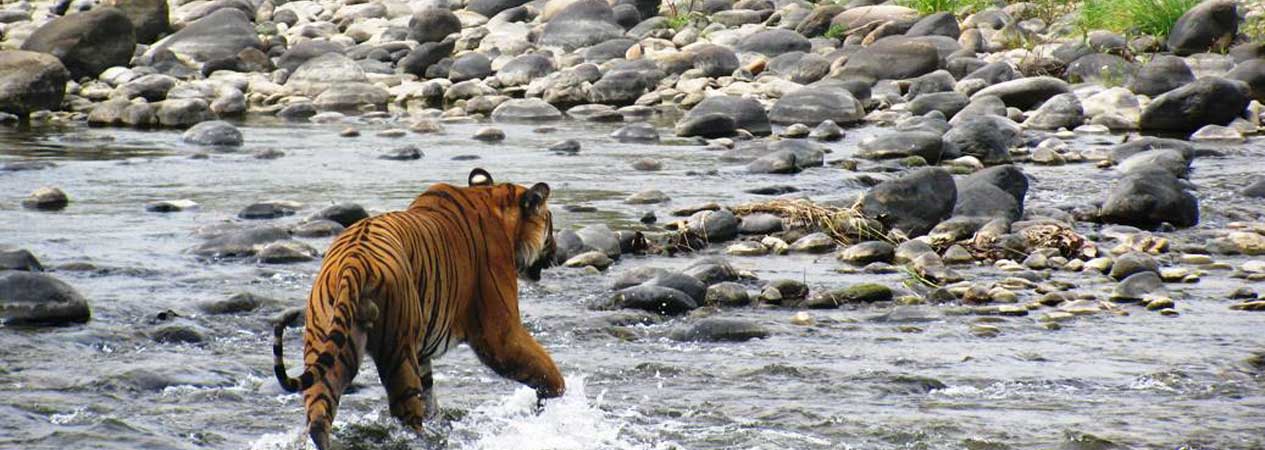 Corbett Tiger Reserve